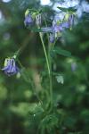 Aquilegia vulgaris