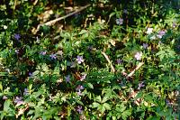 Vinca minor