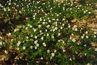 Anemone nemorosa