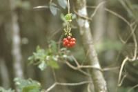Lonicera
