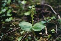 Neottia ovata