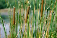 Typha