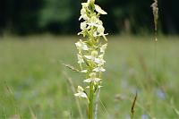 Platanthera chlorantha