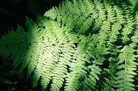 Athyrium filix-femina