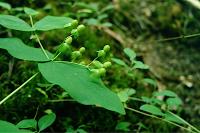 Hypericum androsaemum