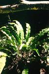 Asplenium scolopendrium
