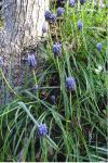 Muscari neglectum