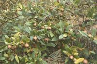 Crataegus germanica