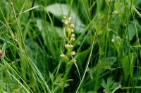 Dactylorhiza viridis