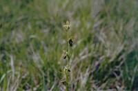 Ophrys insectifera