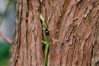 Ophrys insectifera
