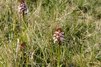 Orchis purpurea