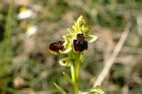 Ophrys aranifera