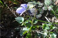 Viola riviniana