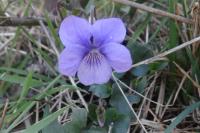 Viola riviniana