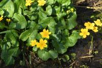 Caltha palustris