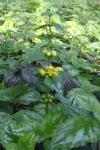 Lamium galeobdolon