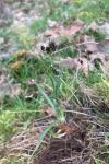 Luzula campestris