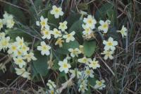 Primula vulgaris