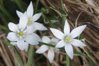 Ornithogalum