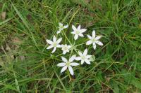 Ornithogalum