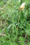 Tulipa sylvestris