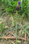 Muscari comosum