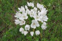 Allium