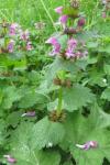 Lamium maculatum