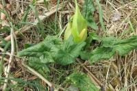 Arum italicum