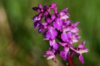 Orchis mascula