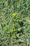 Barbarea vulgaris