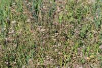 Capsella bursa-pastoris