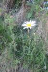 Leucanthemum ircutianum