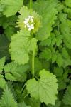 Alliaria petiolata