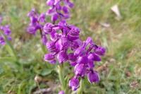 Anacamptis morio