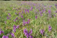 Anacamptis morio