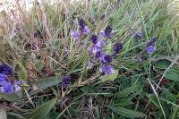 Polygala vulgaris
