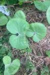 Petasites pyrenaicus