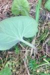Petasites pyrenaicus