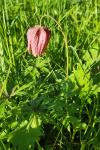 Fritillaria meleagris