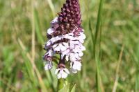 Orchis purpurea