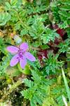 Erodium cicutarium