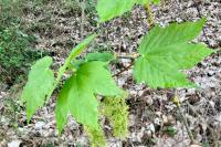 Acer pseudoplatanus