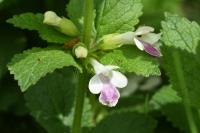 Melittis melissophyllum
