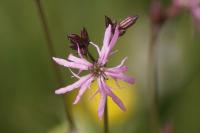 Lychnis flos-cuculi