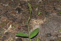 Neottia ovata