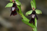 Ophrys insectifera