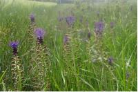 Muscari comosum