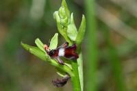 Ophrys insectifera